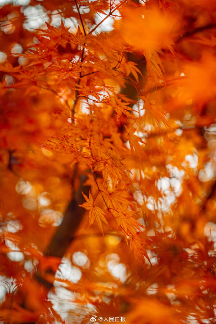 南京栖霞山枫叶红似火