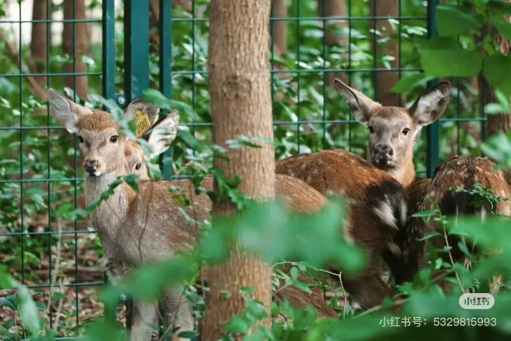 上海交大网红小鹿1死1伤,“凶手”是谁? 上海交大网红小鹿1死1伤,“凶手”是谁?