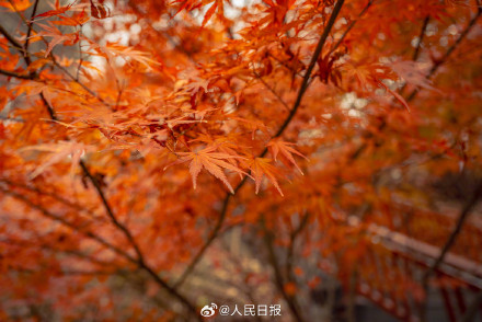 南京栖霞山枫叶红似火