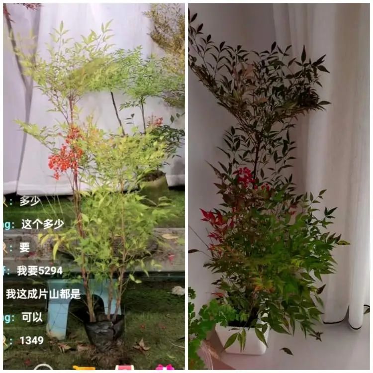 花700元买变色绿植?坐等一个月,疯狂掉叶、南瓜爆浆,他们直呼“避雷”... 花700元买变色绿植?坐等一个月,疯狂掉叶、南瓜爆浆,他们直呼“避雷”...