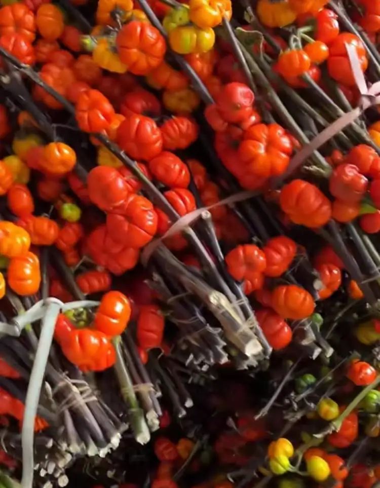 花700元买变色绿植?坐等一个月,疯狂掉叶、南瓜爆浆,他们直呼“避雷”... 花700元买变色绿植?坐等一个月,疯狂掉叶、南瓜爆浆,他们直呼“避雷”...