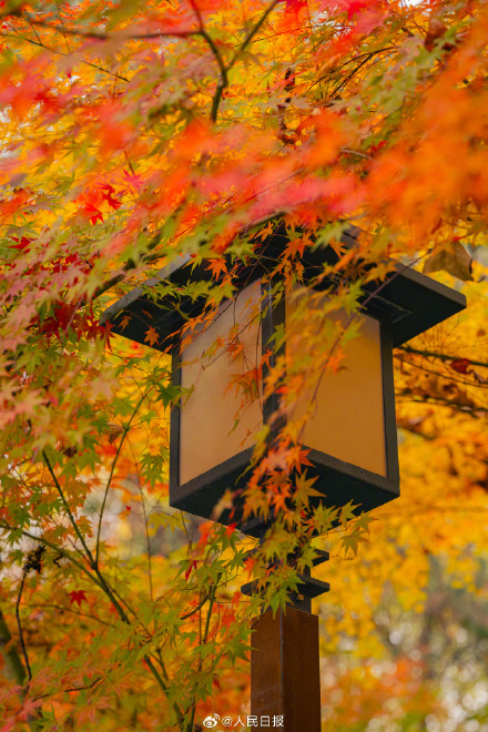 南京栖霞山枫叶红似火