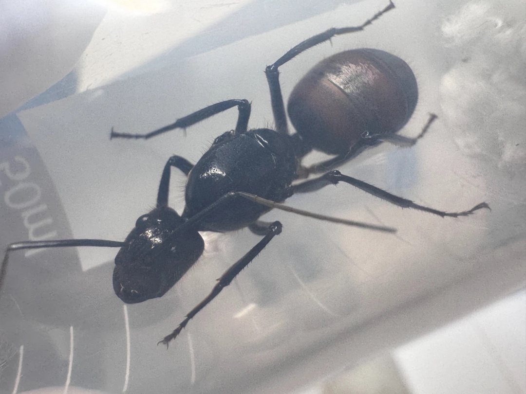 成都海关查获6只巨人恐蚁，具有强大毒性！官方：会进行销毁处理