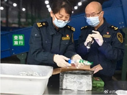 吓人！成都海关查获6只巨人恐蚁
