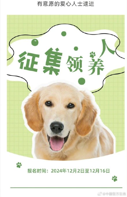 有意收养者看过来!云南39只准搜救犬考编失败求领养 有意收养者看过来!云南39只准搜救犬考编失败求领养