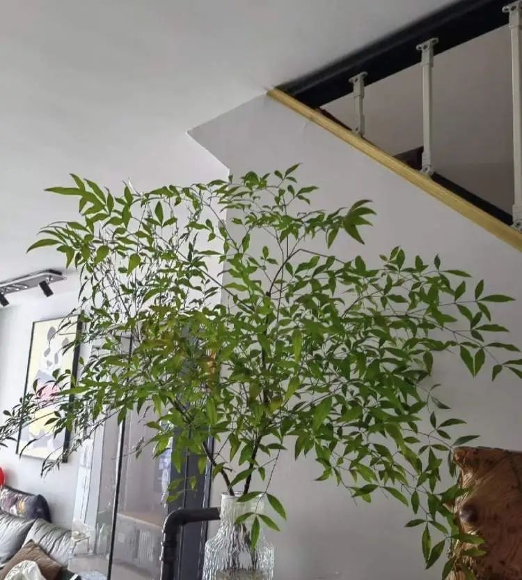 花700元买变色绿植?坐等一个月,疯狂掉叶、南瓜爆浆,他们直呼“避雷”... 花700元买变色绿植?坐等一个月,疯狂掉叶、南瓜爆浆,他们直呼“避雷”...