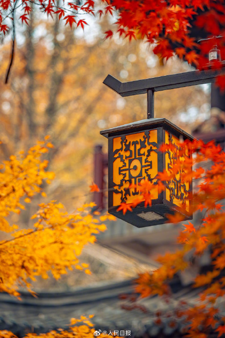 南京栖霞山枫叶红似火