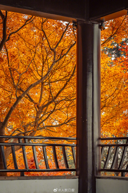 南京栖霞山枫叶红似火