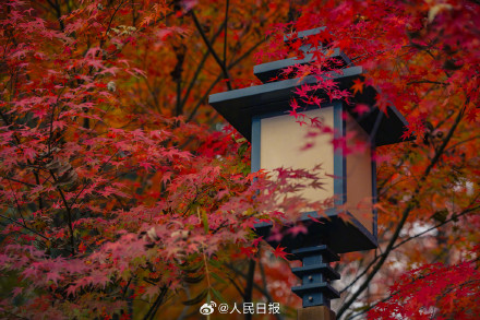 南京栖霞山枫叶红似火