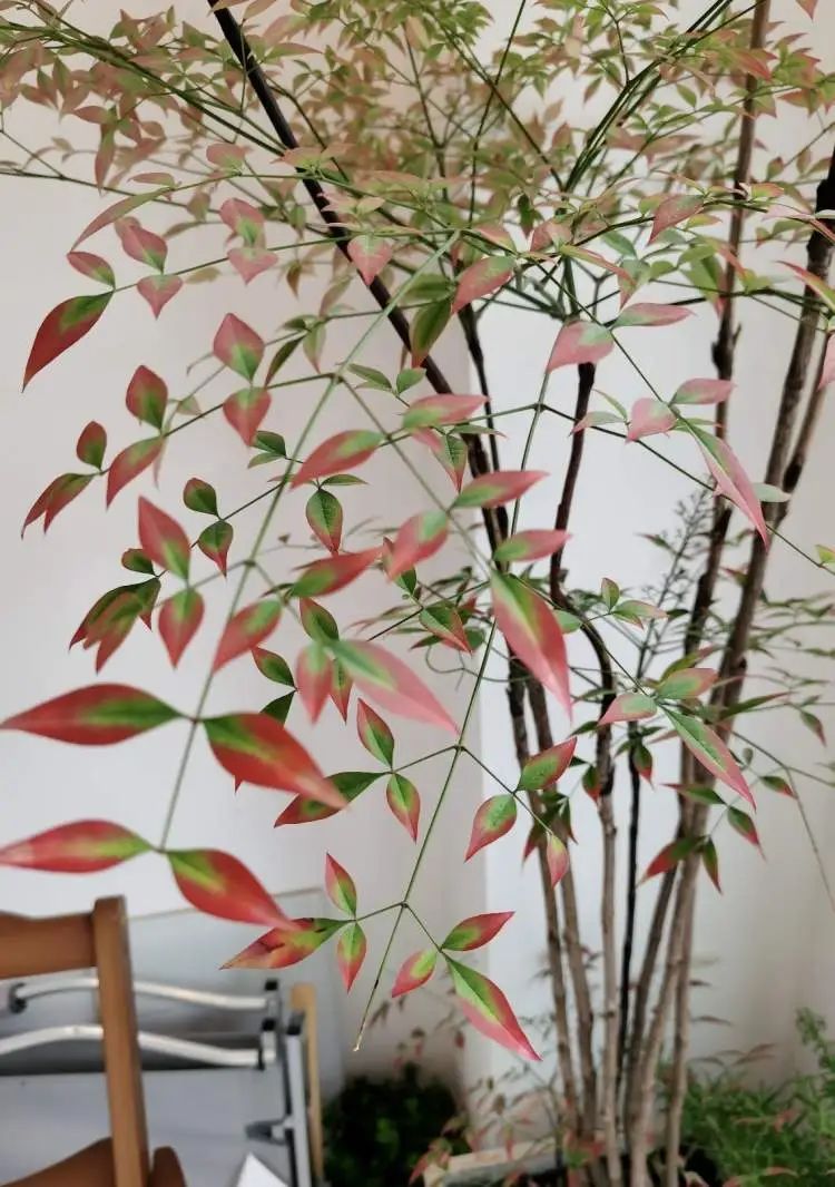 花700元买变色绿植?坐等一个月,疯狂掉叶、南瓜爆浆,他们直呼“避雷”... 花700元买变色绿植?坐等一个月,疯狂掉叶、南瓜爆浆,他们直呼“避雷”...