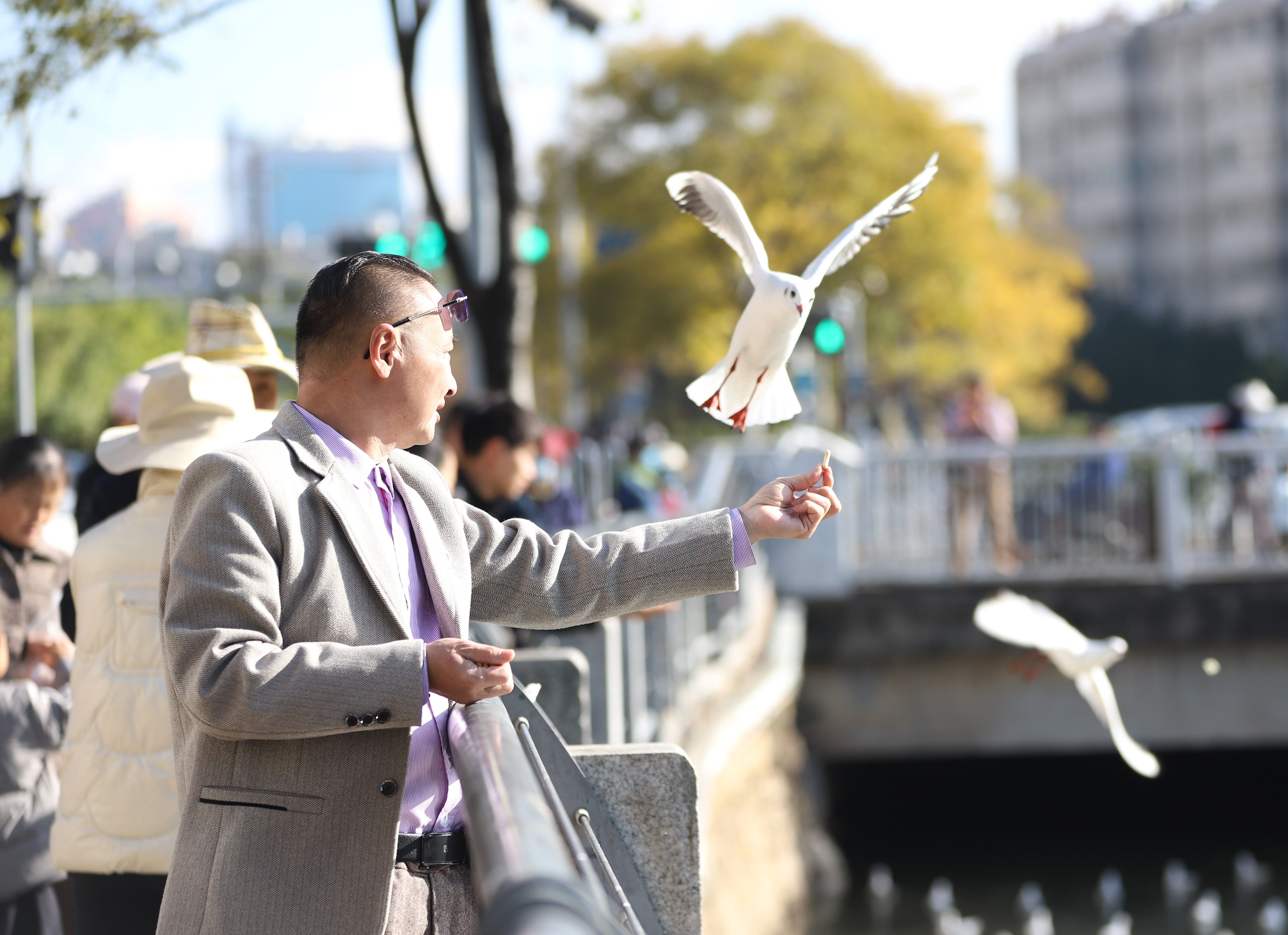 成千上万海鸥盘旋,昆明迎来最佳观鸥季 成千上万海鸥盘旋,昆明迎来最佳观鸥季