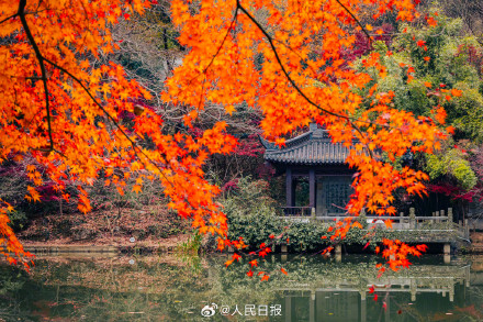 南京栖霞山枫叶红似火