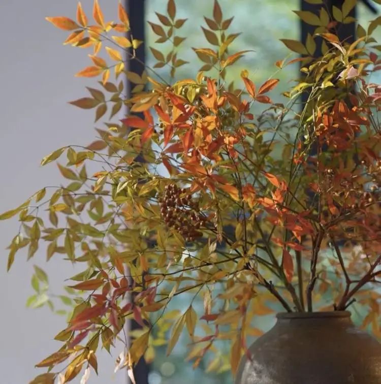 花700元买变色绿植?坐等一个月,疯狂掉叶、南瓜爆浆,他们直呼“避雷”... 花700元买变色绿植?坐等一个月,疯狂掉叶、南瓜爆浆,他们直呼“避雷”...