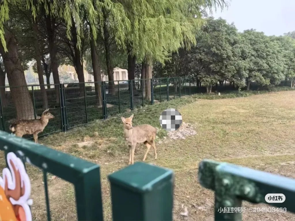 上海交大网红小鹿1死1伤,“凶手”是谁? 上海交大网红小鹿1死1伤,“凶手”是谁?