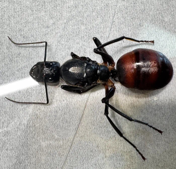 成都海关查获6只巨人恐蚁，具有强大毒性！官方：会进行销毁处理