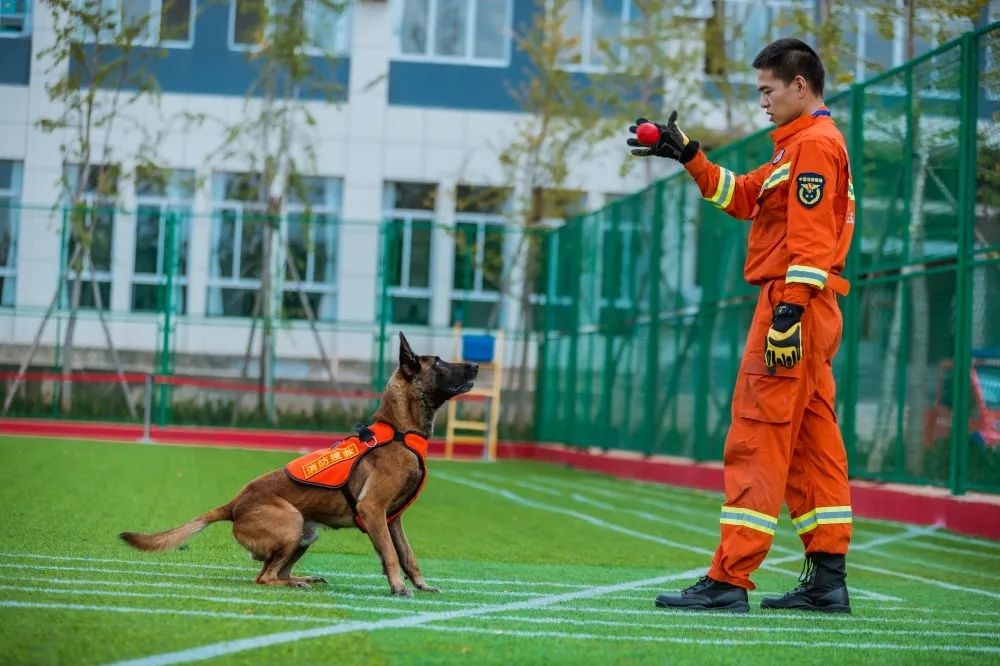 云南消防39只搜救犬“考编”失败？回应：已有八百多人报名领养