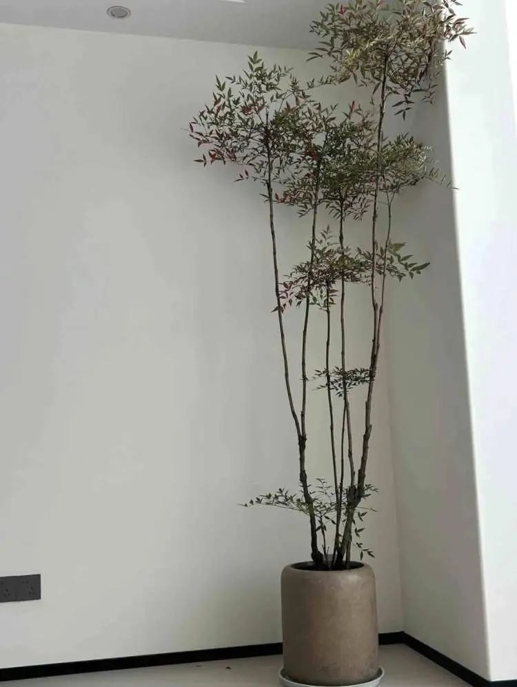 花700元买变色绿植?坐等一个月,疯狂掉叶、南瓜爆浆,他们直呼“避雷”... 花700元买变色绿植?坐等一个月,疯狂掉叶、南瓜爆浆,他们直呼“避雷”...