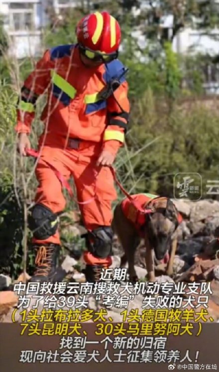 有意收养者看过来!云南39只准搜救犬考编失败求领养 有意收养者看过来!云南39只准搜救犬考编失败求领养