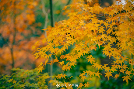 南京栖霞山枫叶红似火