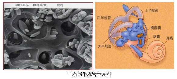 知名女歌手自曝患“不治之症”，已复发多次！这种病极易误诊