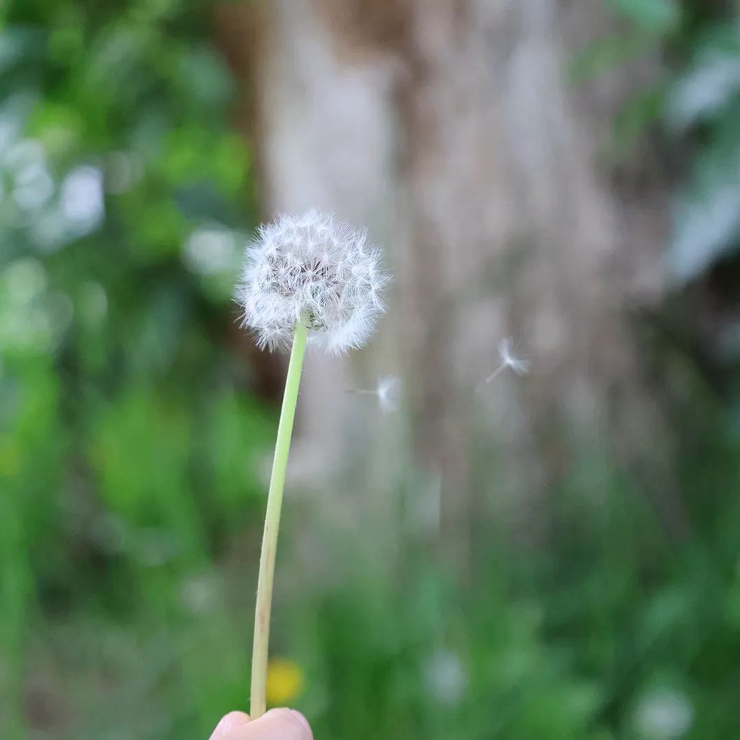 花700元买变色绿植?坐等一个月,疯狂掉叶、南瓜爆浆,他们直呼“避雷”... 花700元买变色绿植?坐等一个月,疯狂掉叶、南瓜爆浆,他们直呼“避雷”...