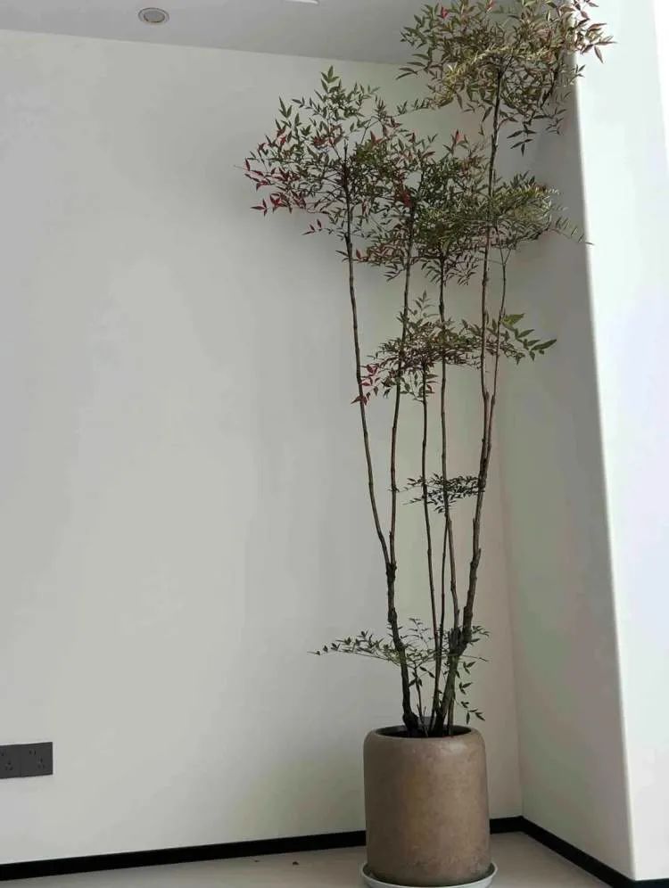 花700元买的神器是智商税?“感到恶心……”拔草者直呼“避坑” 花700元买的神器是智商税?“感到恶心……”拔草者直呼“避坑”