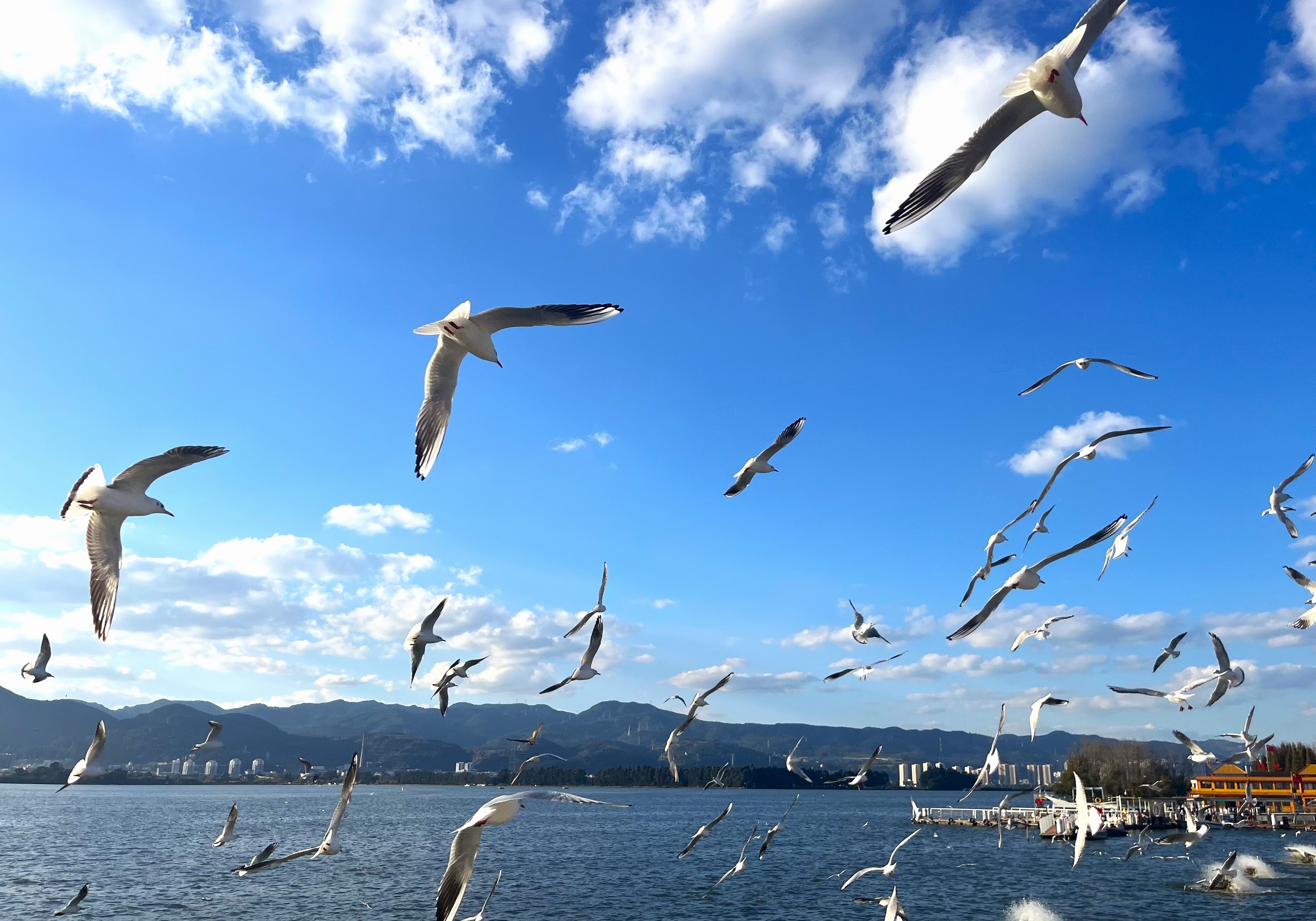 成千上万海鸥盘旋,昆明迎来最佳观鸥季 成千上万海鸥盘旋,昆明迎来最佳观鸥季