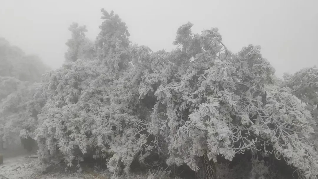 下雪了！安徽这里全白了