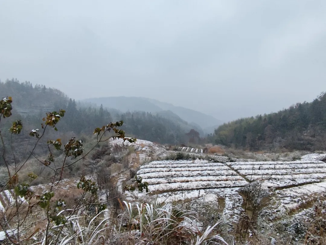 下雪了！安徽这里全白了
