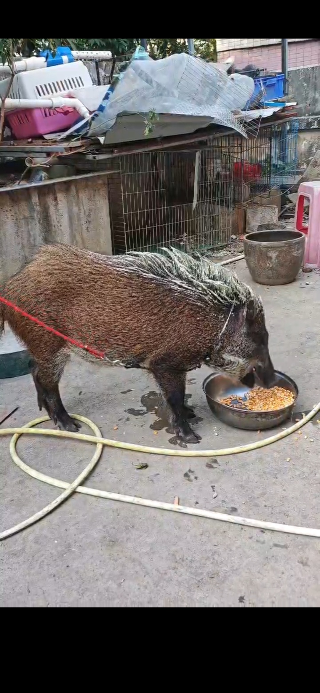 爆改的风吹向了野猪！男子给收养野猪染金毛，回头率爆表