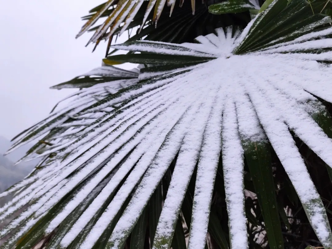 下雪了！安徽这里全白了