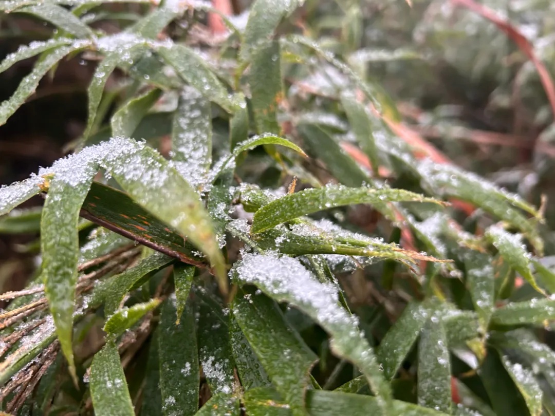 下雪了！安徽这里全白了