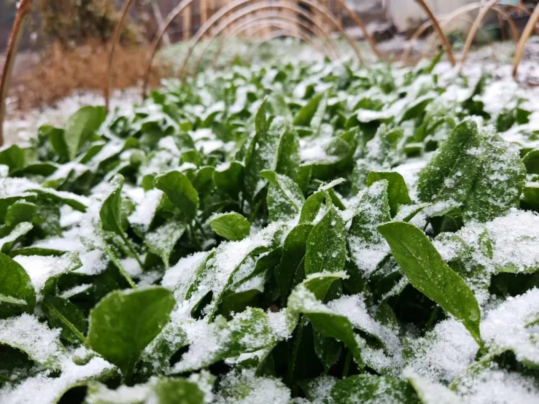 下雪了！安徽这里全白了
