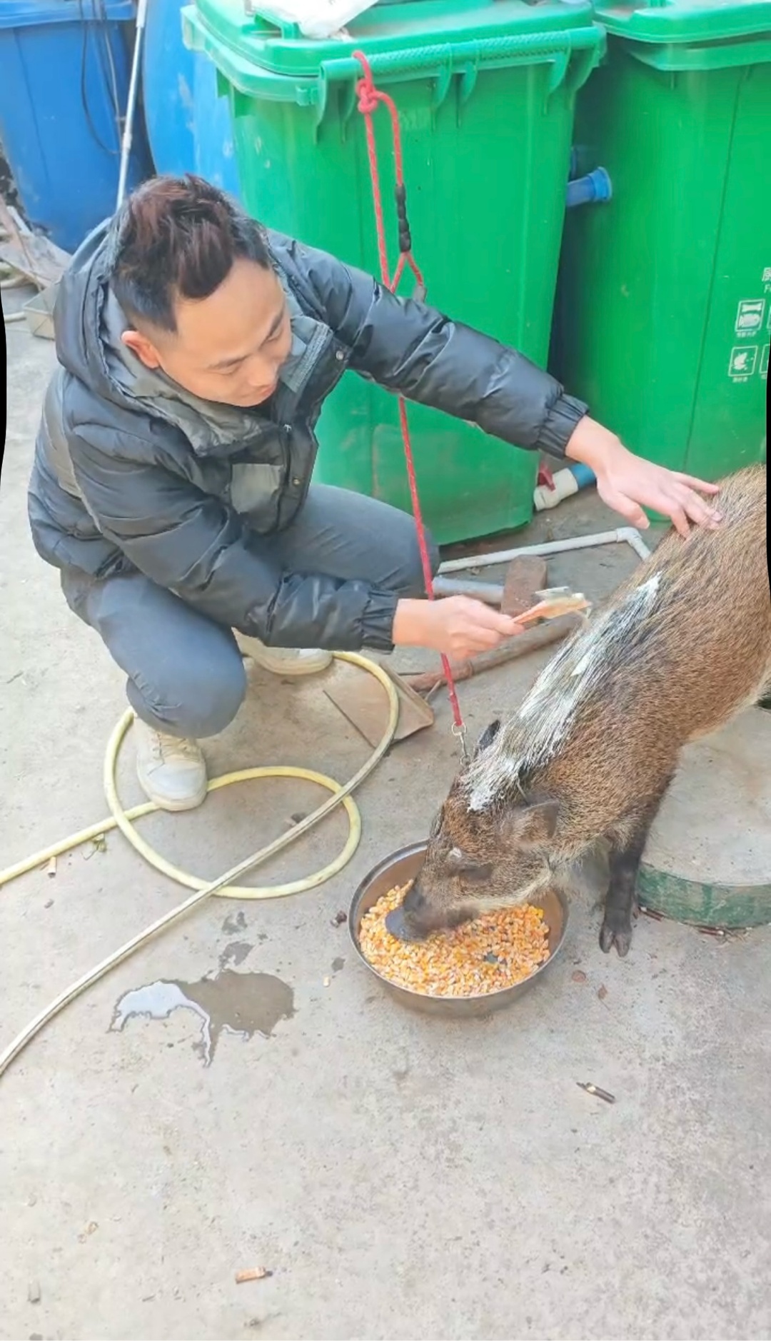 爆改的风吹向了野猪！男子给收养野猪染金毛，回头率爆表