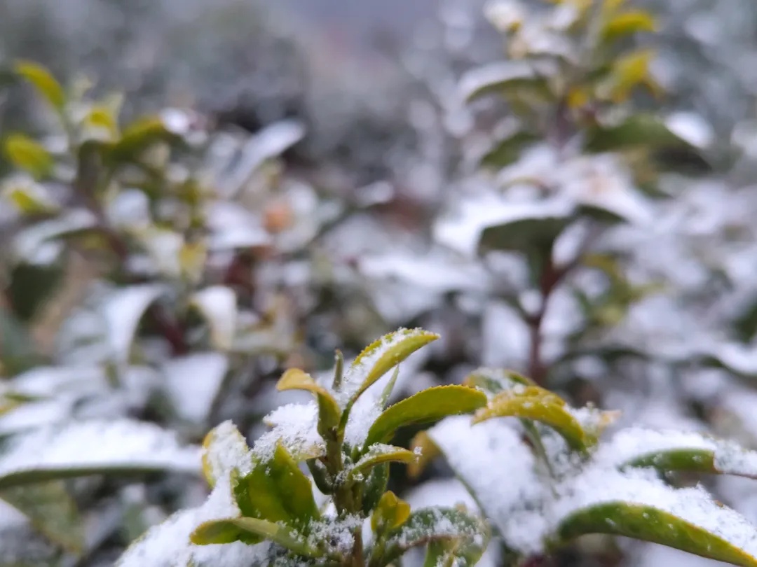 下雪了！安徽这里全白了