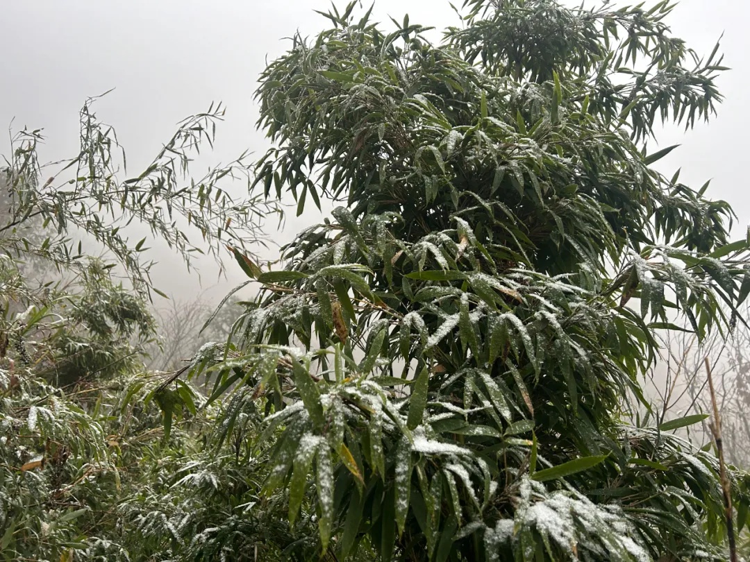 下雪了！安徽这里全白了