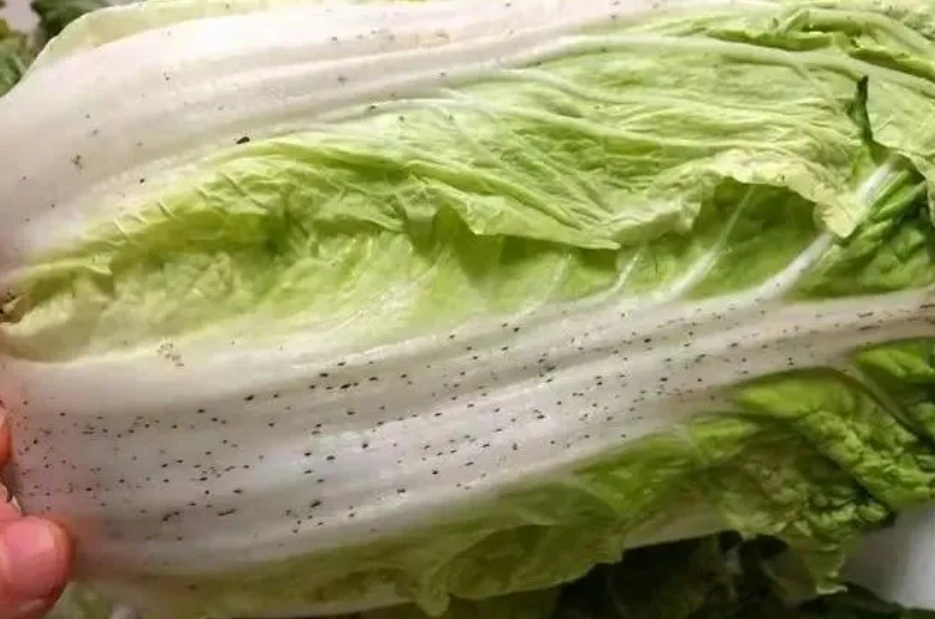 【健康资讯】大白菜上洗不掉的“黑点”到底是什么？能吃吗？