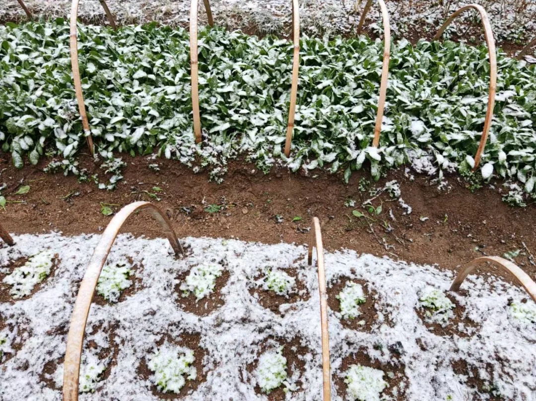 下雪了！安徽这里全白了