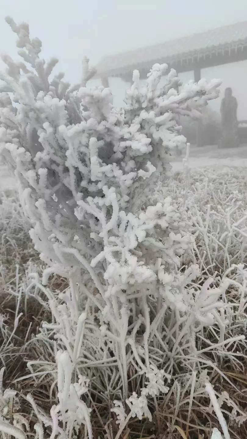 下雪了！安徽这里全白了