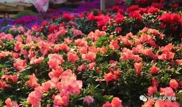2025年迎春花市要来啦！广州多区官宣→