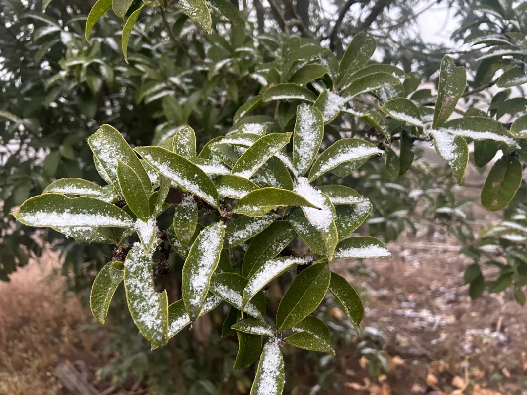 下雪了！安徽这里全白了
