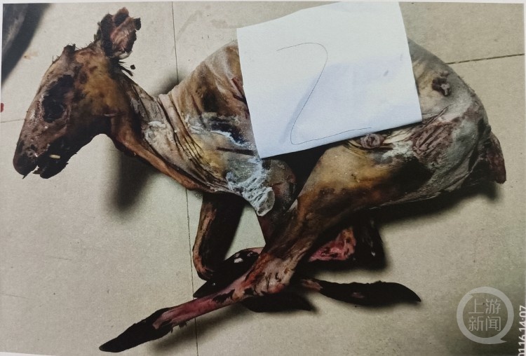 “狗杀的为何也算我头上？”男子驯养3只烈犬围猎保护动物获刑