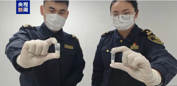 上海海关查获活体蚂蚁2150只！繁殖能力强，易造成生物入侵