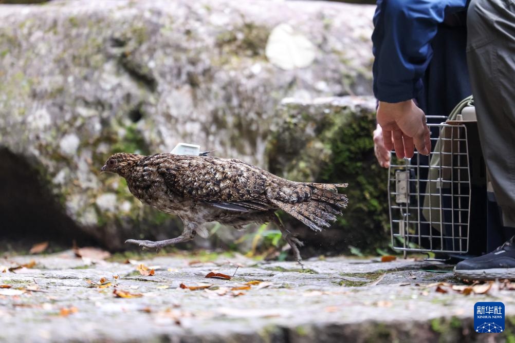 浙江泰顺：黄腹角雉野外放归