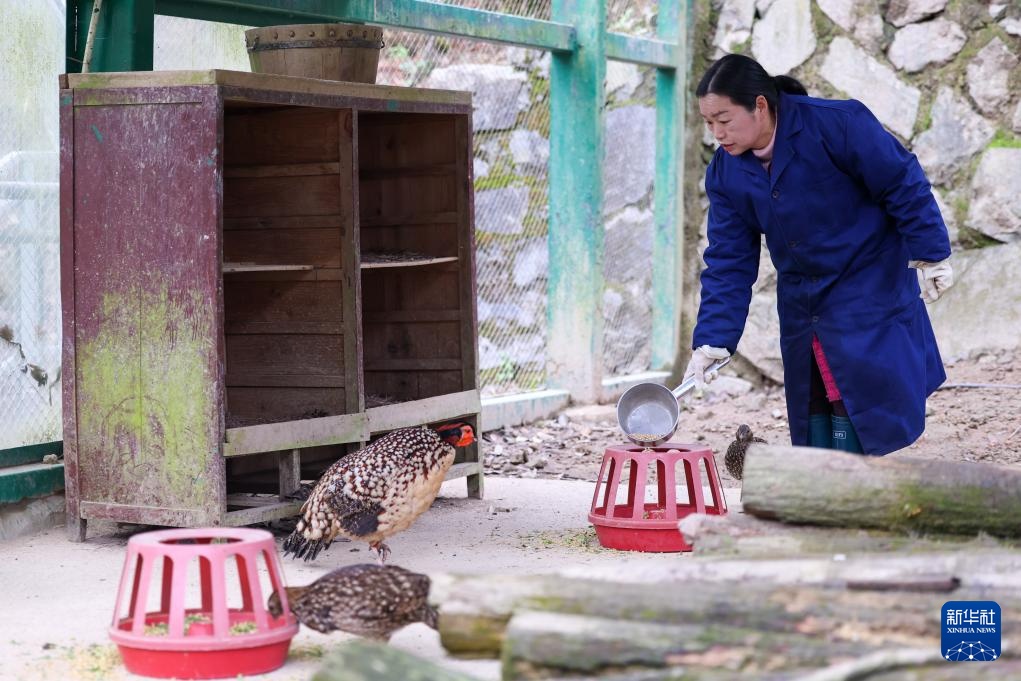 浙江泰顺：黄腹角雉野外放归