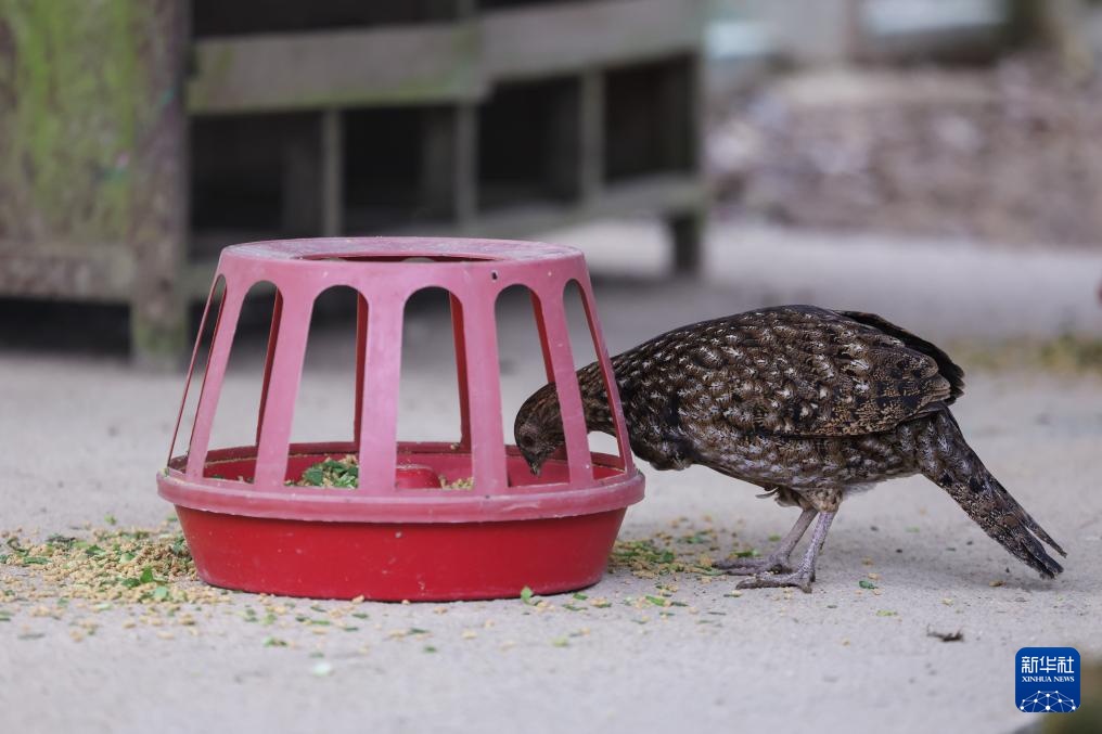 浙江泰顺：黄腹角雉野外放归