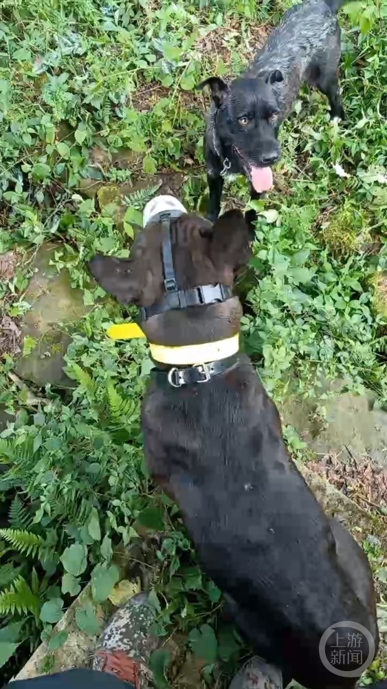 “狗杀的为何也算我头上？”男子驯养3只烈犬围猎保护动物获刑