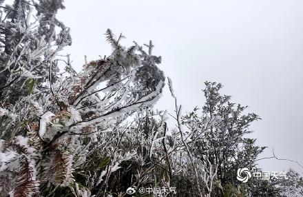 广西高寒山区现雾凇景观 淡淡霜雪挂枝头