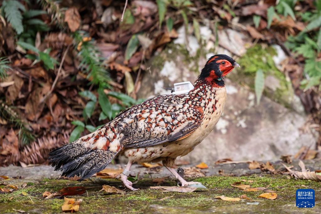 浙江泰顺：黄腹角雉野外放归