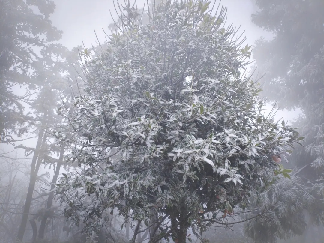 湖北多地下雪了！即将升温！直冲15℃